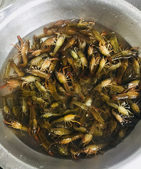 钓小龙虾的季节 三个小时的收货 非常不错