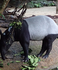 �¼��¡��������������ź���11��������+Զ���ٻ��������м�