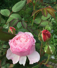 ���¾ʹ����ɹ�������֮·���ص�Զ���ݶ���԰�����м�