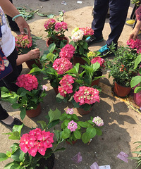 Ƽ򻨺ȥ򻨺ʯ10һ裬һ