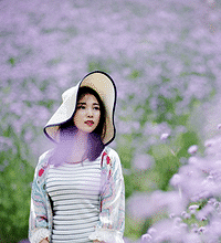在照母山免费看,媲美娄山关马鞭草花海