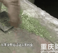 慎入!西永天降虫虫大军