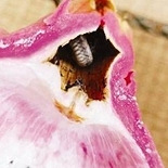 火龙果发现里面有蛇?