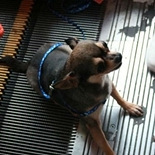 带狗坐扶梯发生这一幕