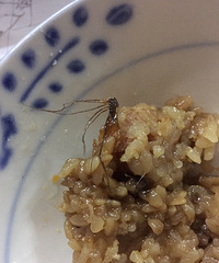吃沁园的粽子吃出了一条虫?感谢热心网友的解答,原来是...