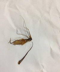 吃沁园的粽子吃出了一条虫?感谢热心网友的解答,原来是...