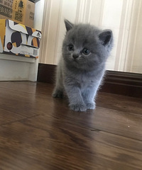 给自家养的蓝猫宝贝找个新家