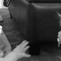 Դݼҵ˫̥Ҽˣ֮ҾͲĽ˫̥ˡ