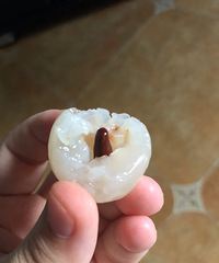 买了楞个好吃的荔枝,结果家里人怕上火都不吃!