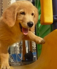 ⻹ˣҵѹȥͯ򻬻ݣ