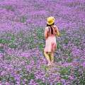 南川看马鞭草花海
