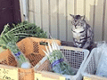 “猫咪菜摊”生意好好