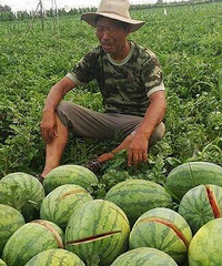 2万多斤西瓜被砍,64岁瓜农落泪