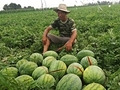 西瓜被砍,瓜农落泪