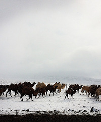 ʮ���м�ϵ�У������������Ĺ���С��ĩ  ���ɳĮ  ��ʥȢ��