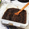 偷师老中医的姜母茶