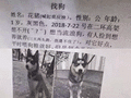 发现一条佛系寻狗启事