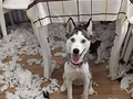 拆家狗狗排行榜