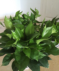 ߯����һ��2.7Ԫ�����ܣ�һ��������60��