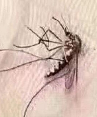 你是容易被蚊子咬的体质吗?