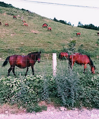 ˫̥ȥɽϱ䴩仹ƺ