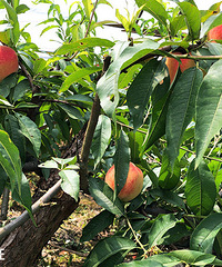 Ůҡ߽ɽϵ԰˽⡰ŮԵĴ~~~