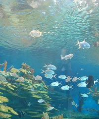 캺԰ôʺ5С𣬺԰ô