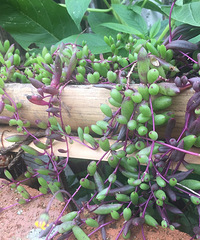 ��������Ӵ˿̿�ʼ���������150ƽ��Ԥ��70��㶨