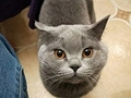 猫咪坠楼,尸体被捡走