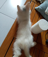 备孕中,家里养猫咪可以吗?