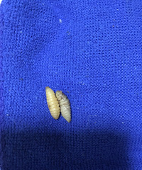 ͯľ˳棬һٶȸоϺ֪ɶ棿