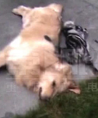 猫狗小区内坠楼,疑因两口子吵架