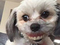 狗子居然把假牙偷了…