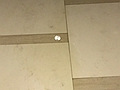 邻居带狗在过道撒尿