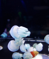 ںżСˣˮĸݻˮĸоӱ