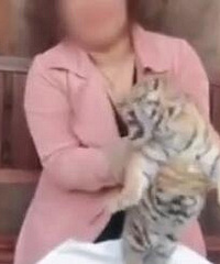 与东北虎幼崽合影50元一位?