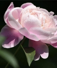 ��������ֻ����������