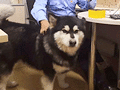 走失犬派出所大吃大喝