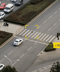 交警回应小车闯红灯撞死小狗:将调取监控处理车主闯红灯违法行为