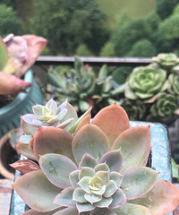 ����������ڵĶ���