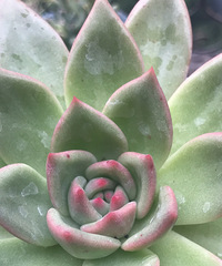 ����������ڵĶ���