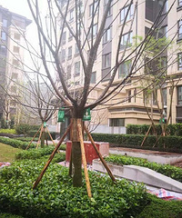 ������˵�����紨��wanghong���ڣ�