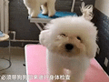 现在都有共享宠物了?