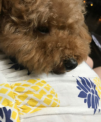 怀孕养狗一点也不冲突