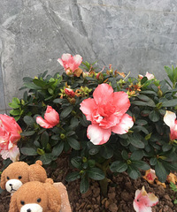 我的屋顶花园养成记,还没入住,就迫不及待种花了