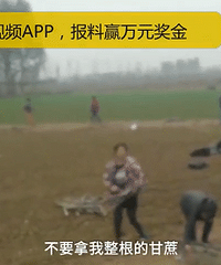 雾天货车侧翻,村民带娃抢甘蔗,司机:让他们别拿整根的,没人听