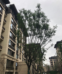 闲暇时光看了看龙湖开元的别墅!
