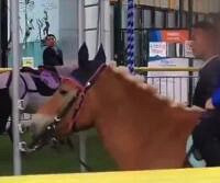 成都现“旋转真马”,你怎么看?