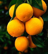 ˫11ĳӣڶûԭ......