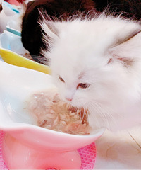 è������